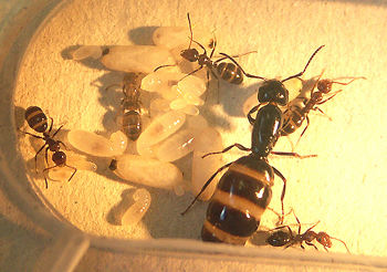 Camponotus lateralis- Kolonie im letzten Frühjahr