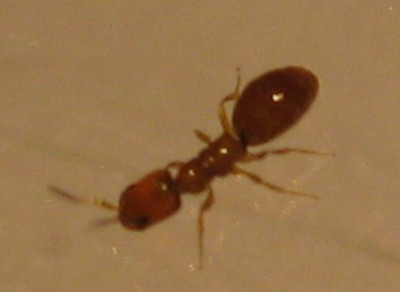 Ameise012.jpg