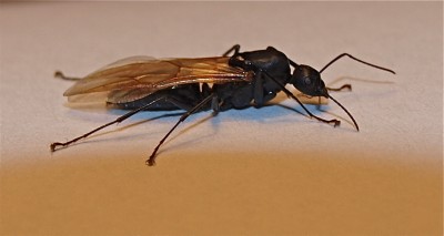 ant_1.jpg