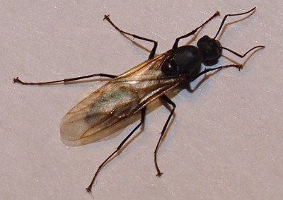 ant_3.jpg
