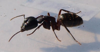 ant_8.jpg