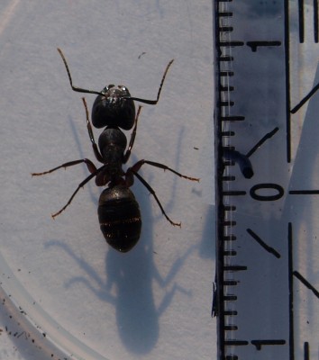ant_9.jpg