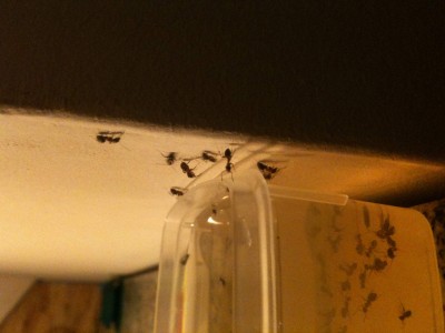 Ameisen an der Honigfalle