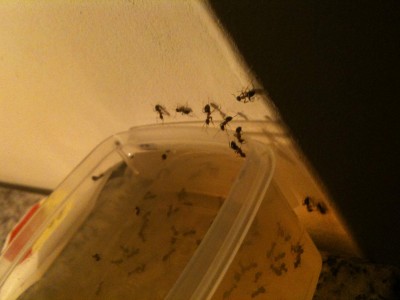 Ameisen an der Honigfalle