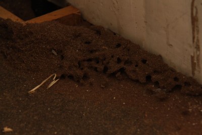 Nest