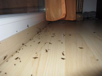 Hier eine erste Aufnahme zur Ameisenflut. Genau der Bereich der Balkonfront...
