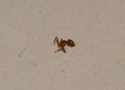 Toter Ameisenkörper vor Türstock