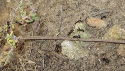 Das ist die besonders invasive Art, die Blattläuse auf Liguster, Ribisel und Salbei züchtet.