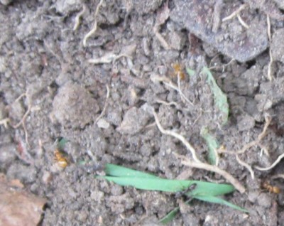 rote_Wurzellauszüchter01.jpg