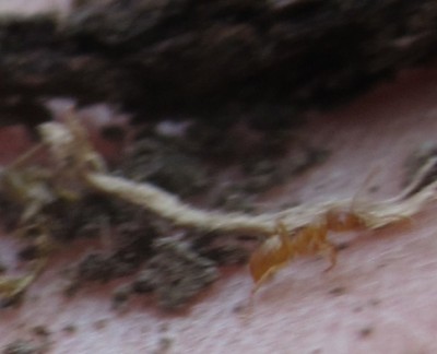 rote_Wurzellauszüchter02.jpg