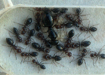 Camponotus lateralis, junge Kolonie in Überwinterung