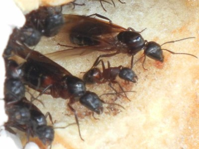 Ameisen in der Hauswand4