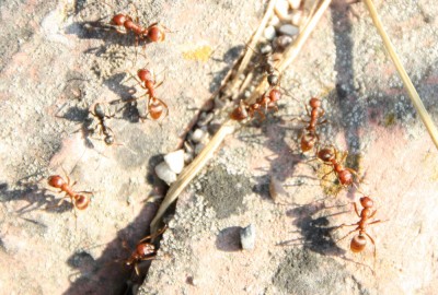 Ebenfalls am eigenen Nest kurz nach dem Ausschwärmen des Angriffstrupp, der bereits mehrere Meter auf dem zum feindlichen Nest ist. Gut zu sehen, die adoptierten Sklaven...