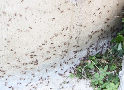 In der nähe des feindlichen Nestes (etwa 1-2 Meter entfernt von dieser Aufnahme) haben die Ameisen bereits auf großflächig ausgeschwärmt.... Dies ist nur ein wirklich kleiner Ausschnitt....