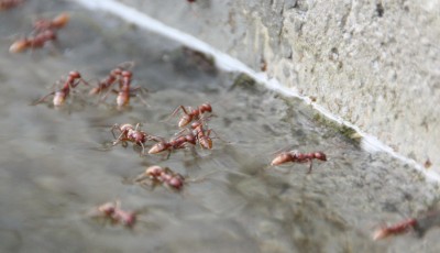 Hier ein paar schwimmende Exemplare die in dem besagten Regenwassertank gefallen sind (keine Angst, mein Vater hat nach den Aufnahme Baywatch gespielt und jede einzelne aus dem Wasser gefischt :-)