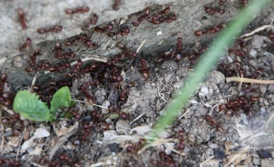 Hier ein Eingang eines möglichen zweignestes in der Nähe des Blumenkübels. Hier wurden aber keine Larven gefunden bzw. entwendet.