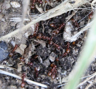 Hier graben die Ameisen einen Weg in den Rasen. Es war kein Nesteingang zu sehen... dennoch suchten sich die Tiere einen Weg in die Erde,... nur ohne Erfolg...