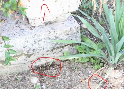 Oben der Blumenkübel mit dem Nest. Unten das oben bereits angesprochene mögliche Zweignest und unten rechts die Stelle wo die Ameisen einfach in die Erde gegraben haben