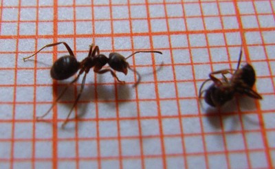Bild 1 auf mm-Papier<br />Was ist das für eine Ameise?