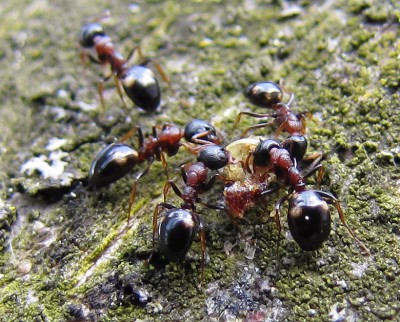 Dolichoderus-quadripunctatus.jpg