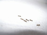 Dies Bild ist etwas schärfer , da die Ameisen sehr aktiv und fling sind , war es für mich nicht leicht einige bessere Aufnahmen zu machen .