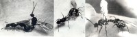 Leptothorax (früher: Doronomyrmex) pacis, Kopula.