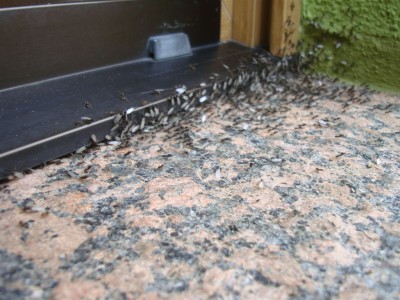 DSC06112.JPG (152.74 KiB) 52005 mal betrachtet rechte äußere Ecke