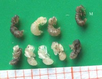 Bild 1: Anergates atratulus. Oben: Drei Männchenpuppen und - rechts- ein eben geschlüpftes Männchen; untere Reihe: Fünf Weibchenpuppen, von denen die ganz rechts gerade schlüpft.
