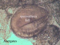 Bild 2: Eine gefüllte Spermatheca. Im Durchlicht erscheint sie bräunlich.
<br />Der Durchmesser beträgt ca. 1/15 mm.