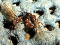Myrmica ruginodis Paarung d-Web 18082005 3156.jpg