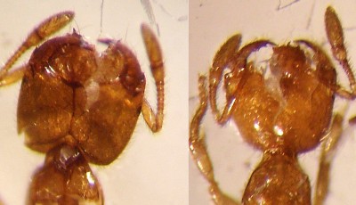 Solenopsis fugax: Fühler mit 2 großen Endgliedern