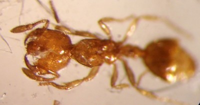 Solenopsis fugax total. Länge 2.1  mm