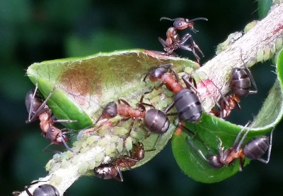 20160628_132512.jpg (842.05 KiB) 31903 mal betrachtet Foto: U. Keller