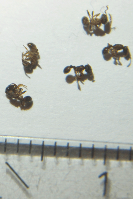 Tote Ameisen neben Pistazien-Fipronil-Köder im Wohnzimmer.