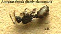 Bild 4: Das leicht physogastrische Weibchen. An der Gaster-Seite ist die weißliche Intersegmentalhaut zwischen den dunklen Skleriten erkennbar. Das Tier ist knapp 3 mm lang.