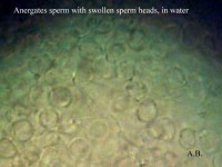 Bild 3: Bei stärkerer Vergrößerung sieht man die inzwischen im Wasser kugelförmig angeschwollenen Spermienköpfe.