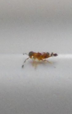 auf einem Dachfenster-Rahmen, ca. 1mm lang