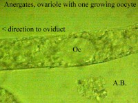 Bild 9: Eine Ovariole, in der eine bereits heranwachsende Eizelle (Oozyte) entstanden war.