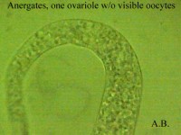 Bild 8: In den meisten Ovariolen waren bei dem noch jungen Weibchen nur schwer unterscheidbare, kleine Zellen erkennbar.