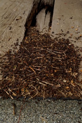 Ameisenbau an den morschen Bodenbrettern