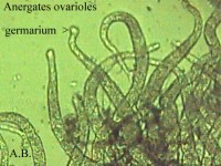 Bild 7: Einige Ovariolen stärker vergrößert. Am leicht erweiterten Ende befindet sich das Germarium.