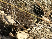 Bild 3: Endlich Sonne! Selbst außerhalb des Nestes im Gras gruppiert man sich zum Wärmetanken. Bei Frankenhausen im Odenwald.