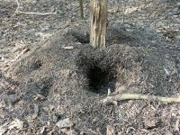 Bild 1: Vom Specht stark beschädigtes F. polyctena-Nest im NSG Pfungstadter Moor.