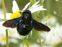 Xylocopa an Marguerite, Reinheim/Zeilhard am 10. Juni 2005