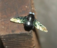 Xylocopa Sri Lanka web.jpg