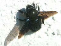 2006 Frühjahr Xylocopa 005web.jpg