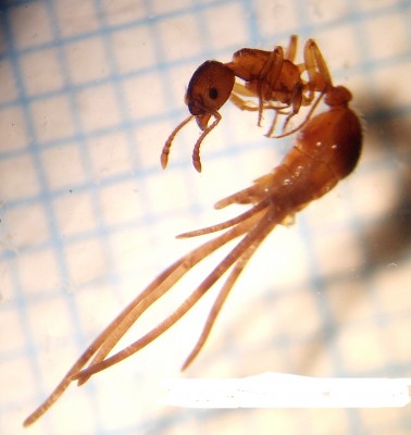 Myrmica sabuleti mit Nematoden-Befall. Unveröffentlichtes Bild (Foto: A. Buschinger)