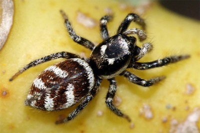 Zebraspringspinne, NABU, Helge May