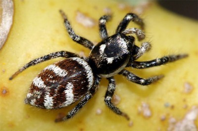 150130-nabu-zebraspringspinne-helge-may.jpeg (63.92 KiB) 20122 mal betrachtet Zebraspringspinne, NABU, Helge May