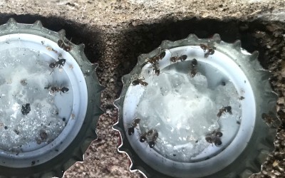 L.brunn.Ameisen-01.jpg (603.54 KiB) 30018 mal betrachtet Ihr Bild aus der Mail, bearbeitet